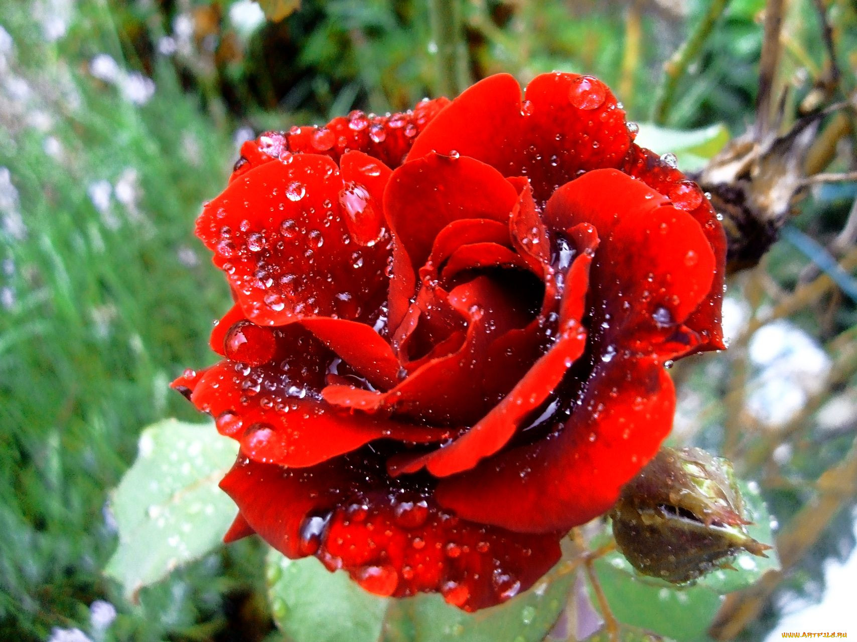 , , rose